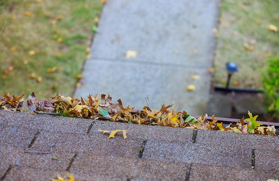 yellow leaves are covered with iron gutter cover