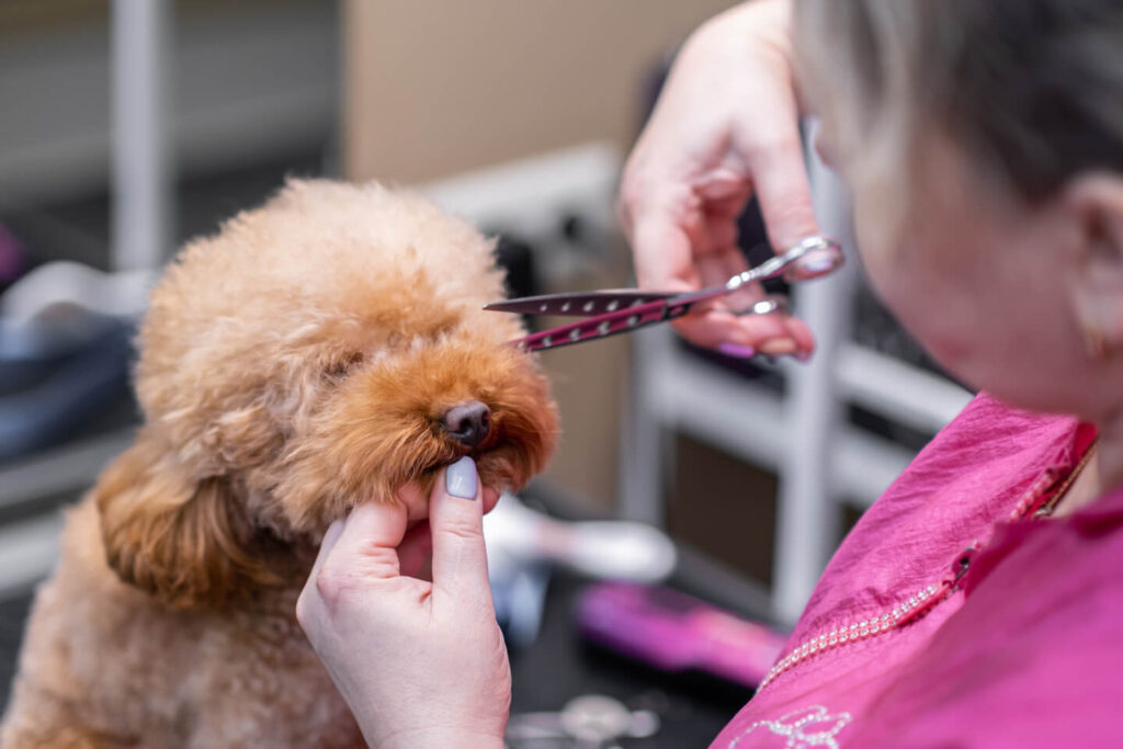 An experienced dog groomer using scissors to create a neat and stylish haircut for a puppy poodle