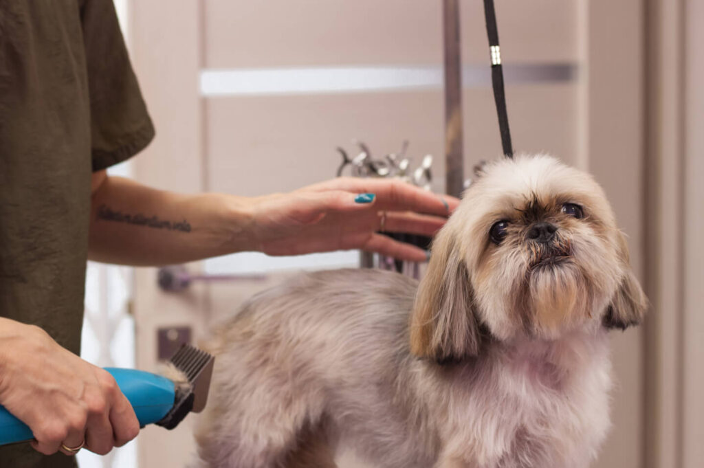 Grooming a dog in a grooming salon.
