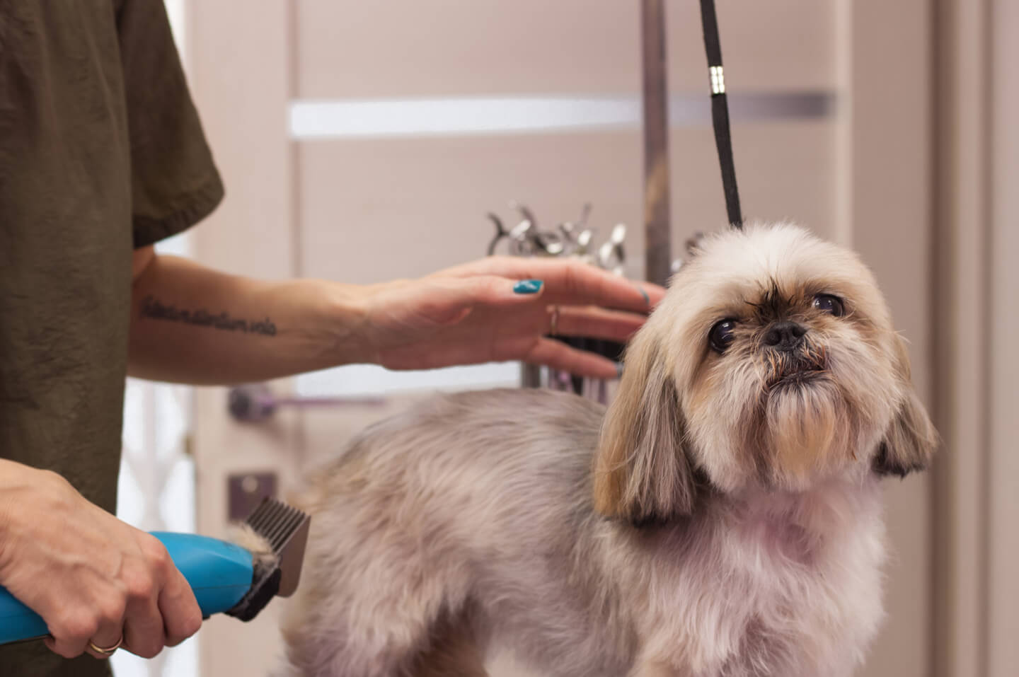 Grooming a dog in a grooming salon.