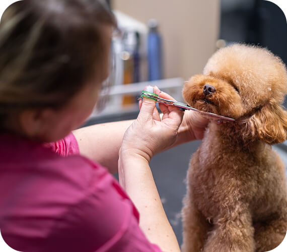 Pet stylist giving a dog haircut at pet spa grooming salon. Close-up view of the dog during grooming