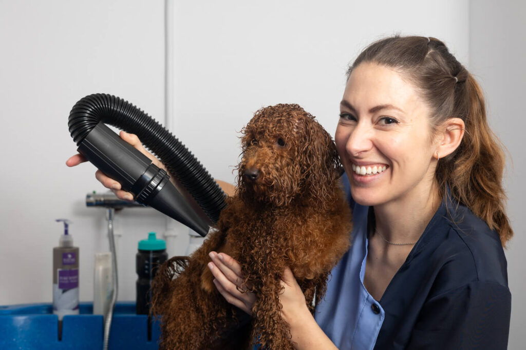 Smiling groomer drying a wet poodle with a high-velocity dryer in a grooming salon