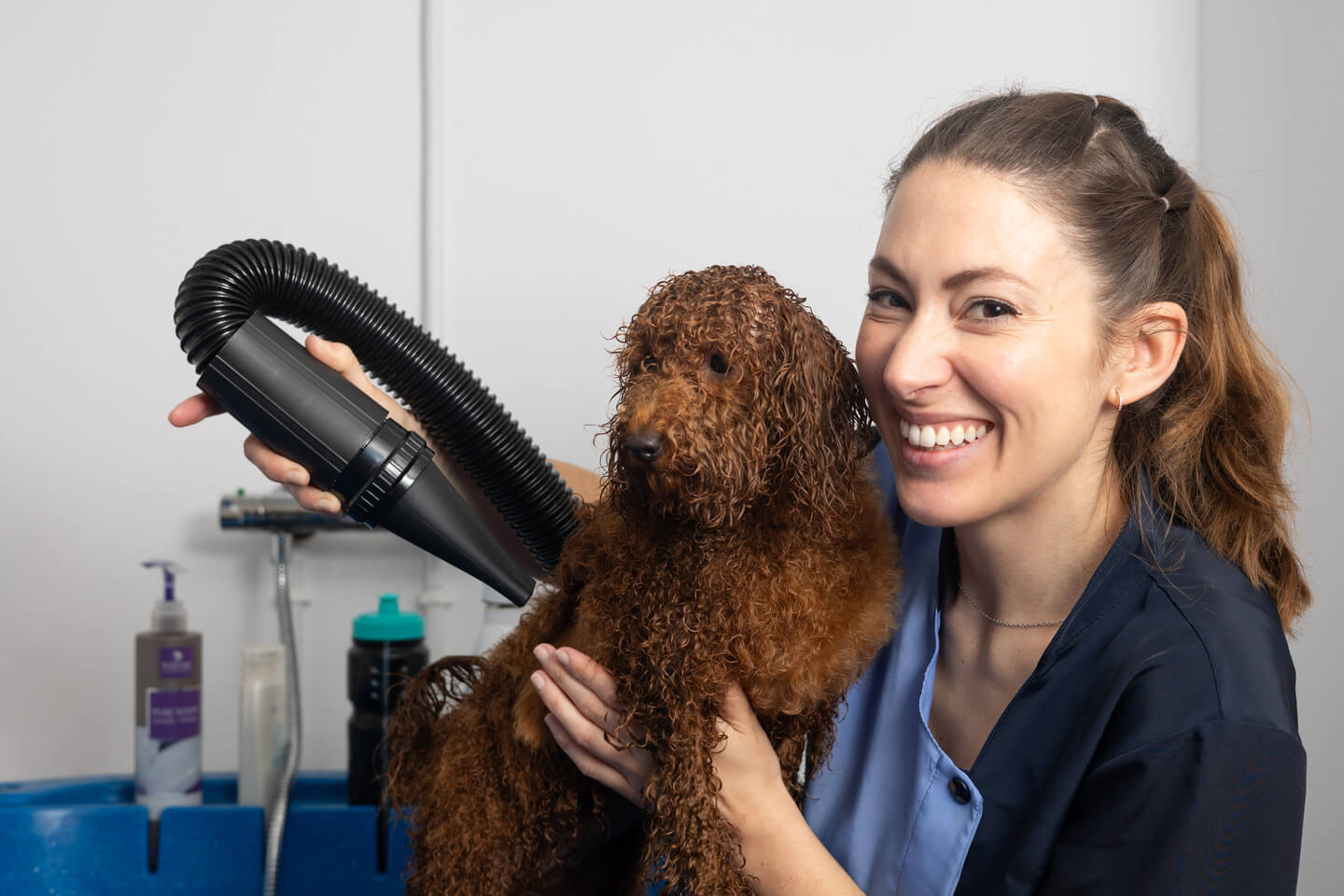 Smiling groomer drying a wet poodle with a high-velocity dryer in a grooming salon