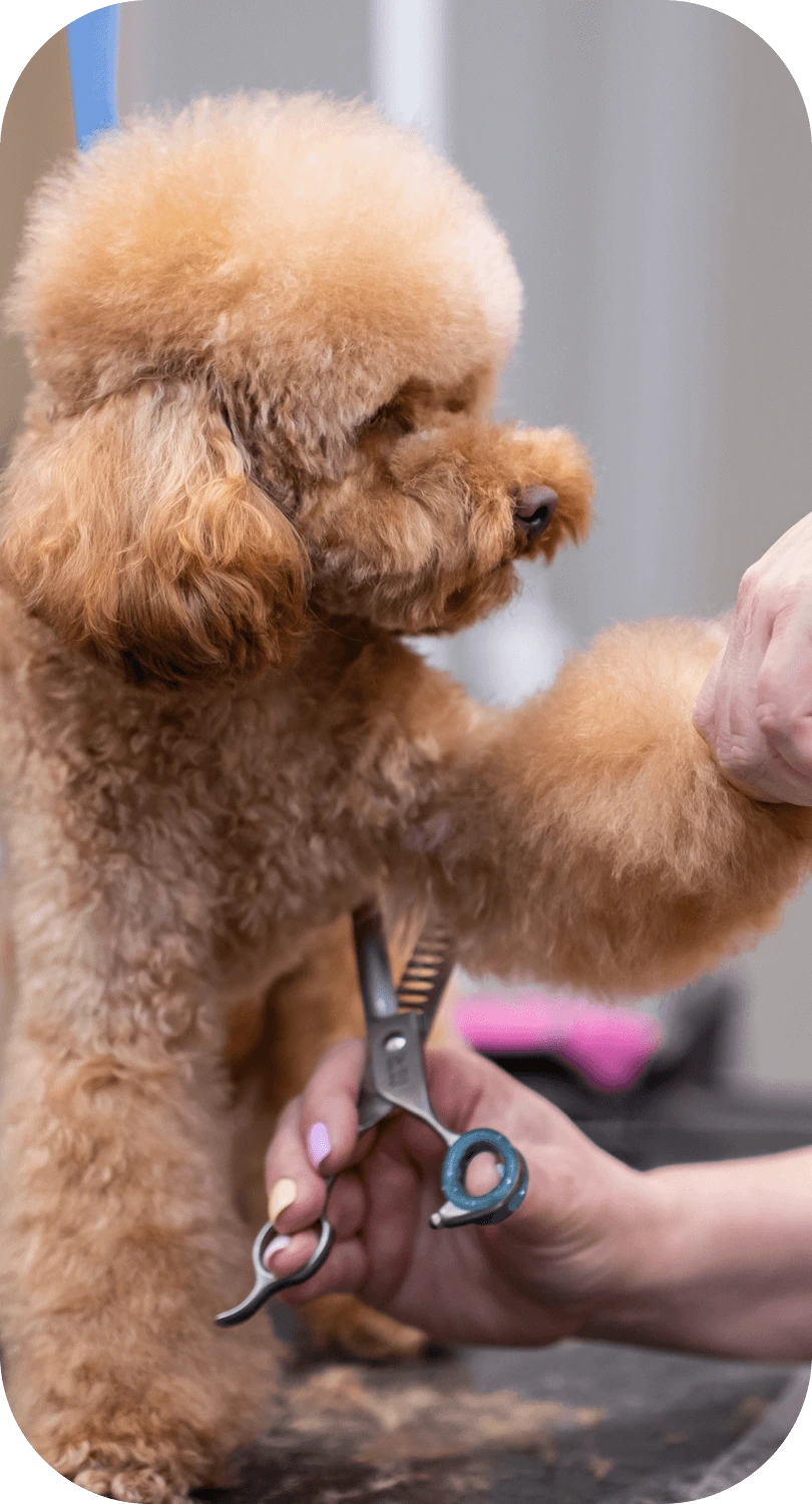 close up skilled pet stylist using scissors to give a puppy poodle a neat haircut at grooming salon